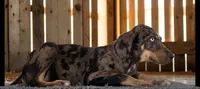 Tracy 2026 Male 2, a male Catahoula Leopard Dog for sale in Cumby, TX – 7 of 10