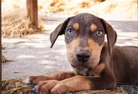 Moon Shine 2026 Male 2, a male Catahoula Leopard Dog for sale in Cumby, TX – 4 of 5