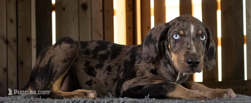 Tracy 2026 Male 2 – Catahoula Leopard Dog puppy for sale in Cumby, TX