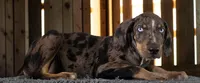 Tracy 2026 Male 2, a male Catahoula Leopard Dog for sale in Cumby, TX – 1 of 10