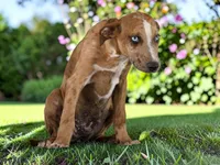 Tigger 2026 Female 1, a female Catahoula Leopard Dog for sale in Cumby, TX – 5 of 10