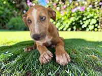 Tigger 2026 Female 1, a female Catahoula Leopard Dog for sale in Cumby, TX – 4 of 10