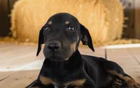 Gypsie 2026 Female 4, a female Catahoula Leopard Dog for sale in Cumby, TX – 2 of 8