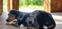 Jesse 2026 Female 3, a male Catahoula Leopard Dog for sale in Cumby, TX – 2 of 8