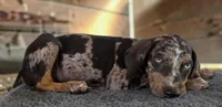 Tigger 2026 Male 1, a male Catahoula Leopard Dog for sale in Cumby, TX – 7 of 10