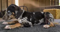 Gypsie 2026 Male 3, a male Catahoula Leopard Dog for sale in Cumby, TX – 7 of 10