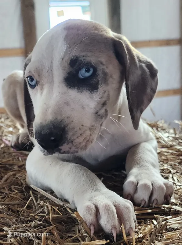 Duchess 2026 Male 1 – Catahoula Leopard Dog puppy for sale in Cumby, TX