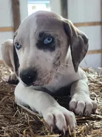Duchess 2026 Male 1, a male Catahoula Leopard Dog for sale in Cumby, TX – 1 of 8