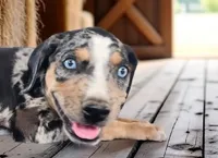 Moon Shine 2026 Male 1, a male Catahoula Leopard Dog for sale in Cumby, TX – 5 of 6