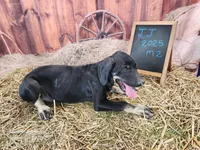 JJ 2025 Male 2, a male Catahoula Leopard Dog for sale in Cumby, TX – 6 of 8