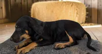 Gypsie 2026 Female 4, a female Catahoula Leopard Dog for sale in Cumby, TX – 4 of 8
