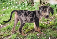 Bug 2026 Male 2, a male Catahoula Leopard Dog for sale in Cumby, TX – 4 of 6