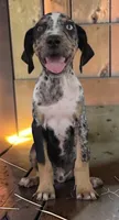 Tigger 2026 Male 3, a male Catahoula Leopard Dog for sale in Cumby, TX – 9 of 10