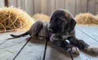 Aspen 2026 Male 2, a male Anatolian Shepherd Dog for sale in Cumby, TX – 3 of 6