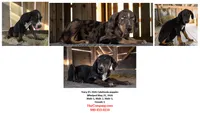 Tracy 2026 Male 2, a male Catahoula Leopard Dog for sale in Cumby, TX – 10 of 10