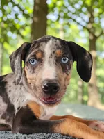 Bug 2026 Male 2, a male Catahoula Leopard Dog for sale in Cumby, TX – 5 of 6