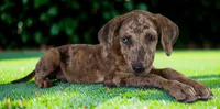 Tigger 2026 Female 3, a female Catahoula Leopard Dog for sale in Cumby, TX – 6 of 10