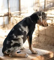 Jesse 2026 Male 1, a male Catahoula Leopard Dog for sale in Cumby, TX – 5 of 9