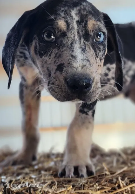 Duchess 2026 Male 6 – Catahoula Leopard Dog puppy for sale in Cumby, TX