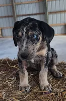 Duchess 2026 Male 6, a male Catahoula Leopard Dog for sale in Cumby, TX – Photo 4 of 9