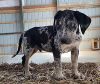Duchess 2026 Male 6, a male Catahoula Leopard Dog for sale in Cumby, TX – Photo 8 of 9