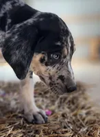 Duchess 2026 Male 6, a male Catahoula Leopard Dog for sale in Cumby, TX – Photo 5 of 9