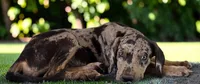 Tigger 2026 Male 2, a male Catahoula Leopard Dog for sale in Cumby, TX – 6 of 10