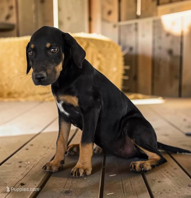 Gypsie 2026 Female 4 – Catahoula Leopard Dog puppy for sale in Cumby, TX