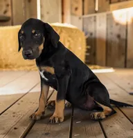 Gypsie 2026 Female 4, a female Catahoula Leopard Dog for sale in Cumby, TX – 1 of 8