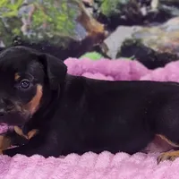 Luna Female 4, a female Catahoula Leopard Dog for sale in Cumby, TX – Photo 3 of 9