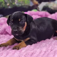 Luna Female 4, a female Catahoula Leopard Dog for sale in Cumby, TX – Photo 4 of 9