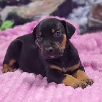 Luna Female 4, a female Catahoula Leopard Dog for sale in Cumby, TX – Photo 2 of 9