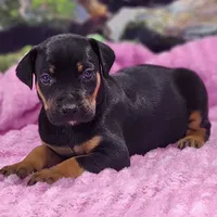 Luna Female 4, a female Catahoula Leopard Dog for sale in Cumby, TX – Photo 6 of 9