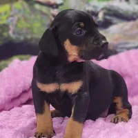 Luna Female 4, a female Catahoula Leopard Dog for sale in Cumby, TX – Photo 5 of 9