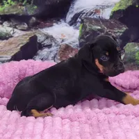 Luna Female 4, a female Catahoula Leopard Dog for sale in Cumby, TX – Photo 8 of 9