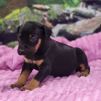 Luna Female 4, a female Catahoula Leopard Dog for sale in Cumby, TX – Photo 7 of 9