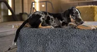 Gypsie 2026 Male 3, a male Catahoula Leopard Dog for sale in Cumby, TX – 6 of 10