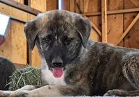 Aspen 2026 Male 4, a male Anatolian Shepherd Dog for sale in Cumby, TX – 5 of 8