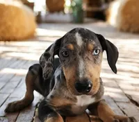 Jesse 2026 Female 3, a male Catahoula Leopard Dog for sale in Cumby, TX – 4 of 8