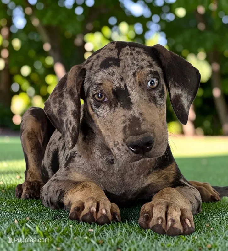 Tigger 2026 Male 2 – Catahoula Leopard Dog puppy for sale in Cumby, TX