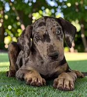 Tigger 2026 Male 2, a male Catahoula Leopard Dog for sale in Cumby, TX – 1 of 10