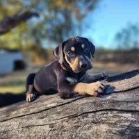 Tracy Female 3, a female Catahoula Leopard Dog for sale in Cumby, TX – Photo 9 of 10
