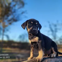 Tracy Female 3, a female Catahoula Leopard Dog for sale in Cumby, TX – Photo 8 of 10