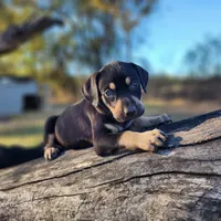 Tracy Female 3, a female Catahoula Leopard Dog for sale in Cumby, TX – Photo 10 of 10