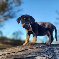 Tracy Female 3, a female Catahoula Leopard Dog for sale in Cumby, TX – Photo 3 of 10