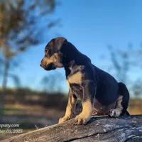Tracy Female 3, a female Catahoula Leopard Dog for sale in Cumby, TX – Photo 7 of 10