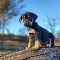 Tracy Female 3, a female Catahoula Leopard Dog for sale in Cumby, TX – Photo 1 of 10