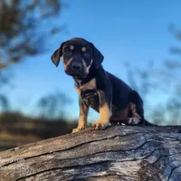 Tracy Female 3, a female Catahoula Leopard Dog for sale in Cumby, TX – Photo 4 of 10