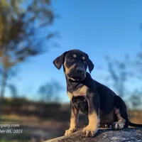 Tracy Female 3, a female Catahoula Leopard Dog for sale in Cumby, TX – Photo 6 of 10