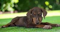 Gypsie 2026 Female 1, a female Catahoula Leopard Dog for sale in Cumby, TX – 6 of 10